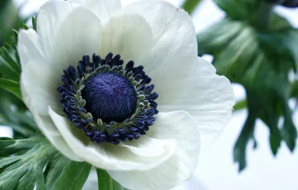 White, macro, petals, anemone