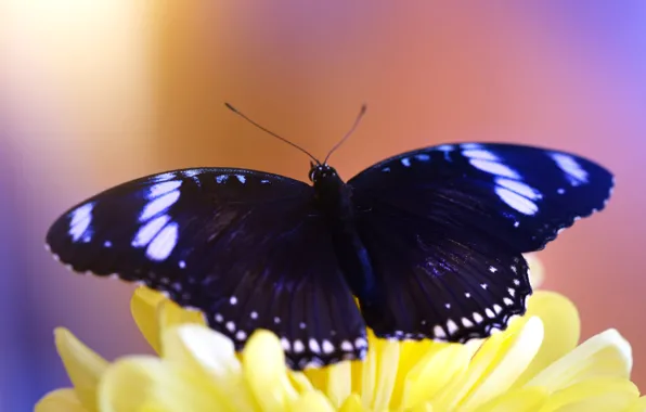 Picture purple, macro, flowers, yellow, background, butterfly