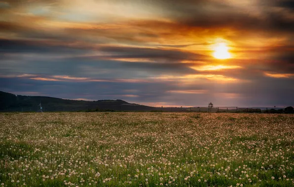 Picture field, the sky, grass, the sun, clouds, sunset, flowers, dandelions