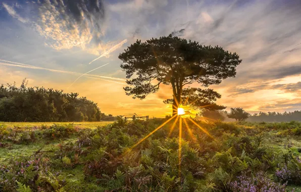 Picture trees, landscape, nature, beauty