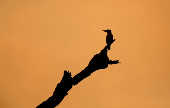 Picture background, tree, bird