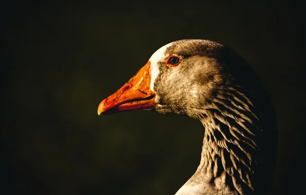 Look, light, the dark background, grey, bird, portrait, profile, goose