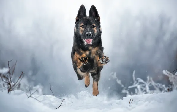 Winter, dog, running