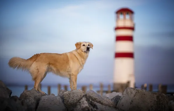 Picture shore, lighthouse, dog