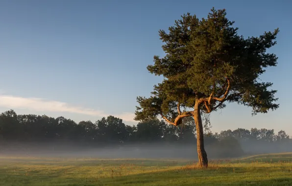 Picture field, forest, grass, trees, fog, branch, meadow, haze