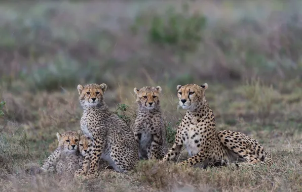 Family portrait, cheetahs, family, cubs, Tanzania