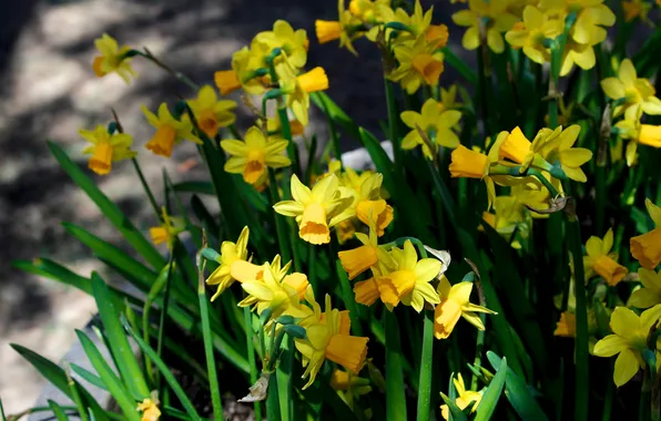 Light, flowers, spring, yellow, flowerbed, daffodils