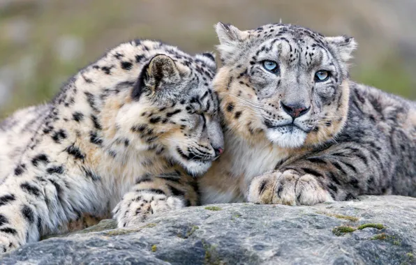 Look, cats, stone, tenderness, friendship, weasel, snow leopard, wild cats