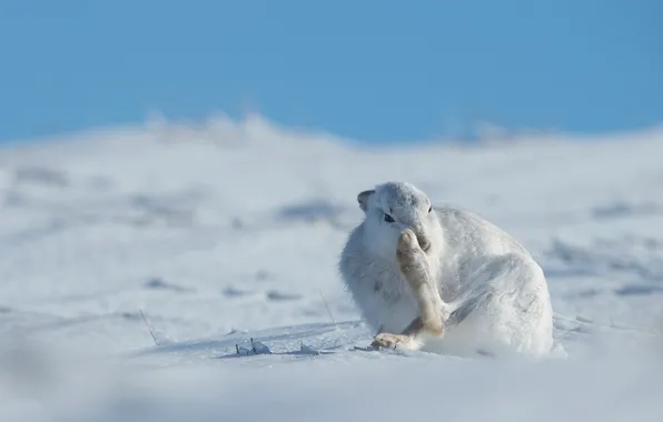 Picture winter, field, the sky, face, snow, pose, blue, hare
