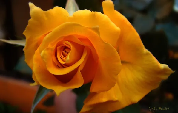 Picture flower, macro, background, petals, yellow rose