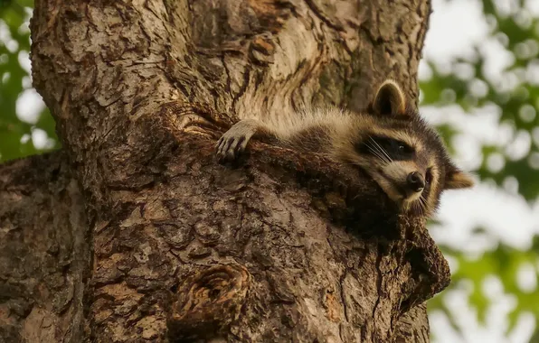 Picture tree, raccoon, on the tree, dreamer