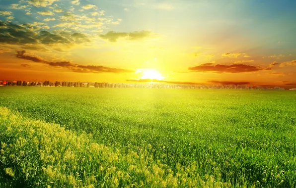 Field, trees, sunset, nature, grass, weed, trees, field