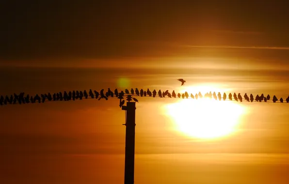 Picture sunset, birds, nature