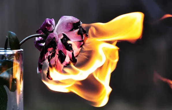 Flower, fire, flame, rose, vase