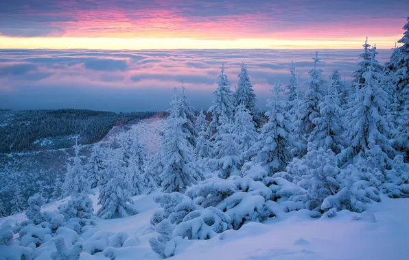 Winter, snow, trees, dawn, morning, ate, Poland, the snow