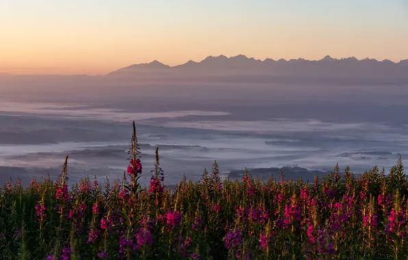 Flowers, mountains, fog, morning, Ivan-tea