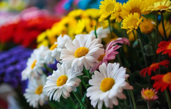 Flowers, chamomile, bouquet, yellow, white, different, bokeh, feverfew