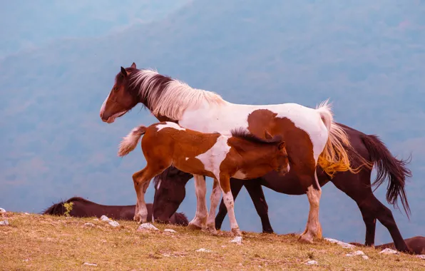 Picture spotted, horse, mountains, nature, fog, hloly, pasture, breastfeeding