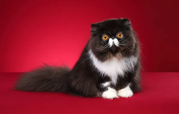 Cat, cat, look, pose, black and white, face, sitting, red background