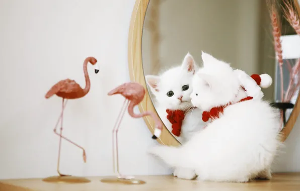 Cat, white, look, reflection, kitty, mirror, baby, Flamingo