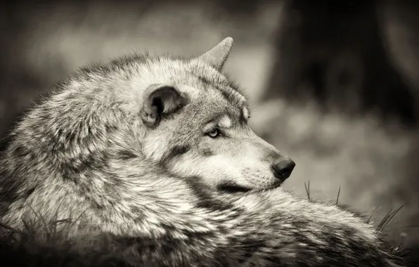 Nature, face, animal, wolf, wildlife, head, fur, mammal