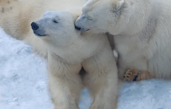 Snow, a couple, Polar bears, Polar bears, Oleg Bogdanov, tenderness