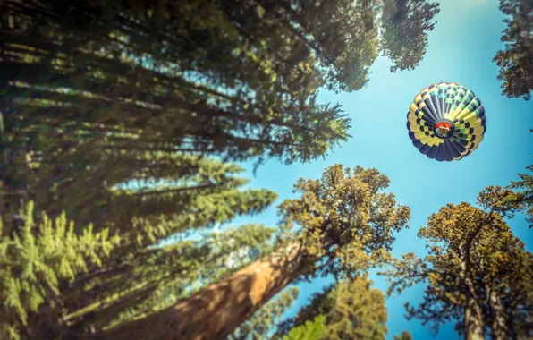 Picture forest, trees, view, ball, air, ballooning, view, photo
