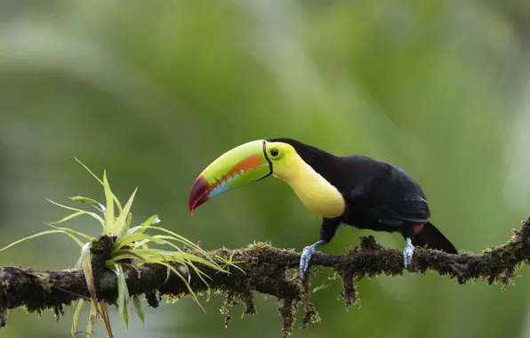 Leaves, background, bird, branch, Toucan