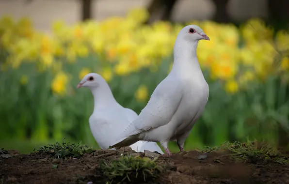 White, flowers, birds, dove, spring, pigeons, white, a couple