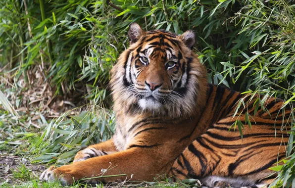Picture tiger, lies, the bushes