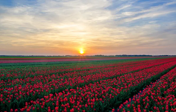 Field, the sky, flowers, spring, tulips, a number, field of tulips, plantation