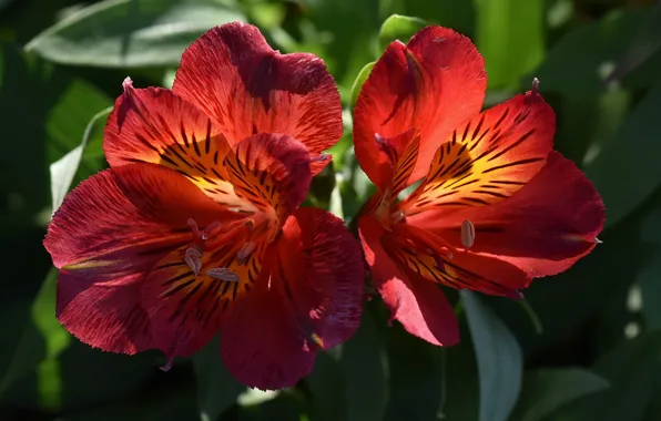 Leaves, macro, light, flowers, red, Duo, Alstroemeria
