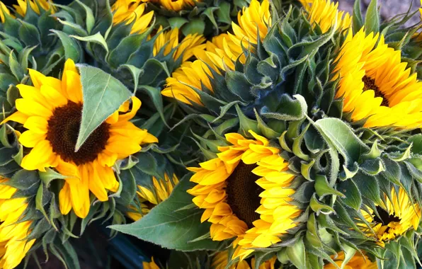 Picture macro, sunflowers, flowers, yellow, bouquet, petals, a lot, sunflower