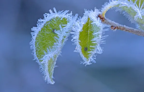 Frost, autumn, leaves, macro, branch