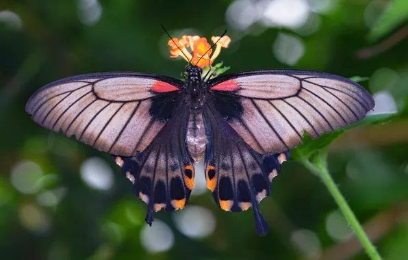 Picture macro, background, pattern, butterfly, wings, insect, bokeh