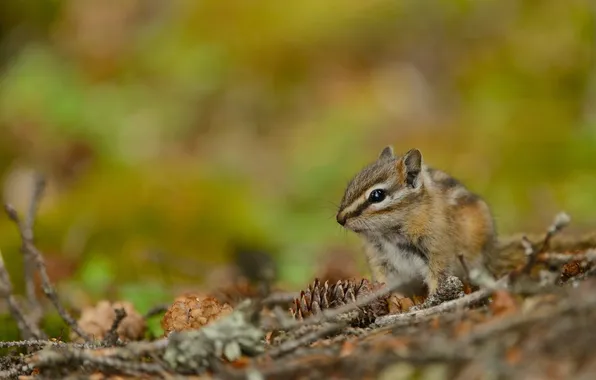 Branches, Chipmunk, bumps