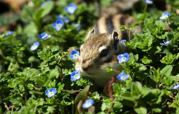 Picture nature, chipmunk, spring field