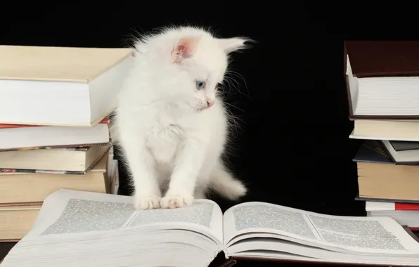Picture reverie, books, kitty, page, blue-eyed