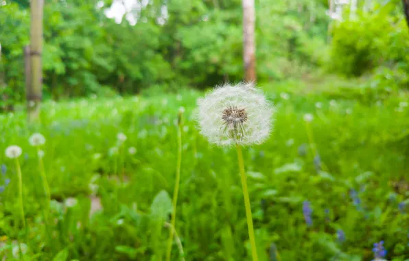 Forest, grass, trees, nature, dandelion, Russia, bokeh, Artem