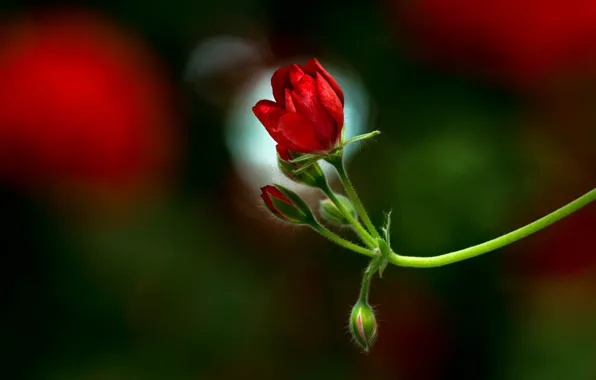 Picture flower, sprig, red, buds, geranium