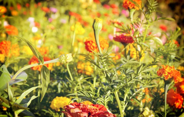 Greens, summer, macro, flowers, summer, flowers, cottage