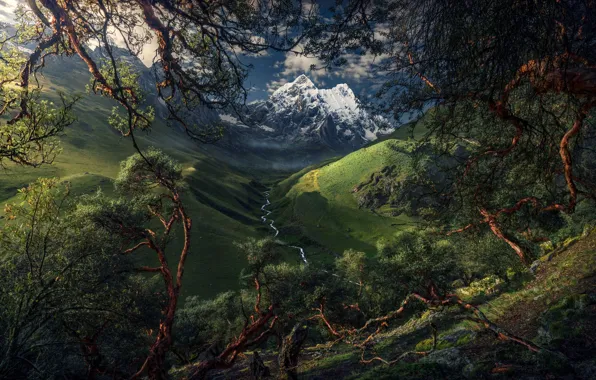 Trees, mountains, river, valley, South America