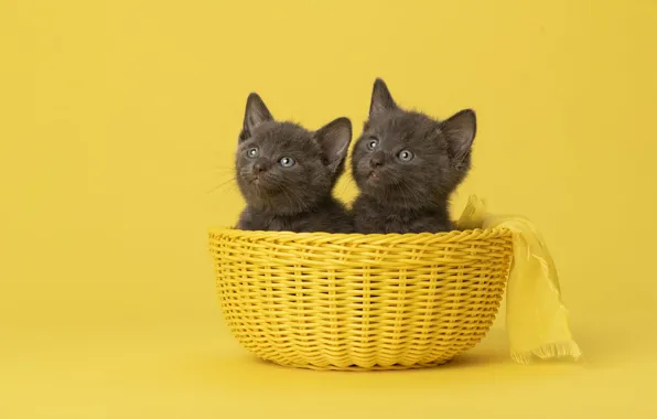 Cat, look, cats, pose, kitty, kittens, fabric, face