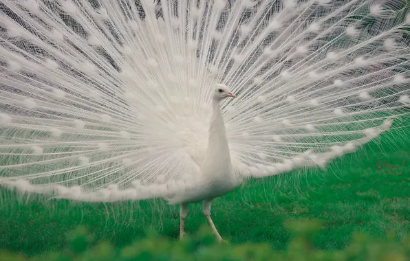 Bird, feathers, peacock, Fluffed his tail