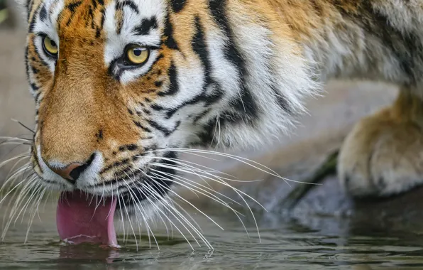 Picture cat, look, ©Tambako The Jaguar, face, tiger, Amur, drinking, language