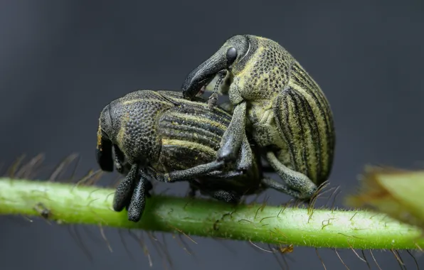 Macro, insects, plant, beetle, stem, pair, bugs, grey background