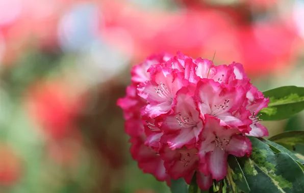 Bunch, rhododendron, Azalea