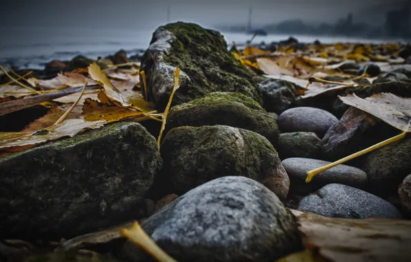 Autumn, leaves, yellow, stones, moss, stones