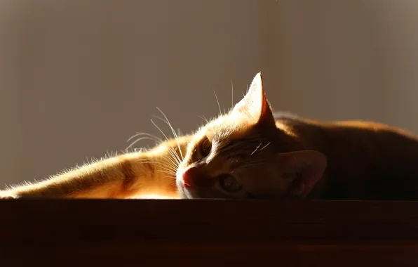 Picture cat, background, Super model