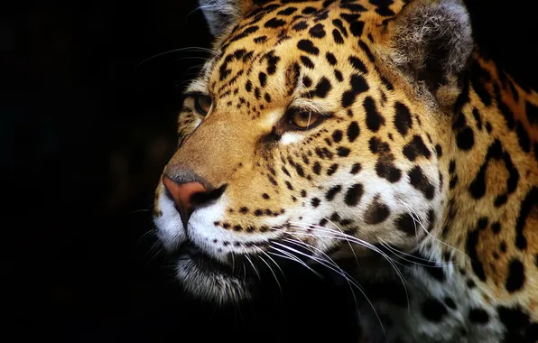 Picture face, predator, Jaguar, profile, the dark background